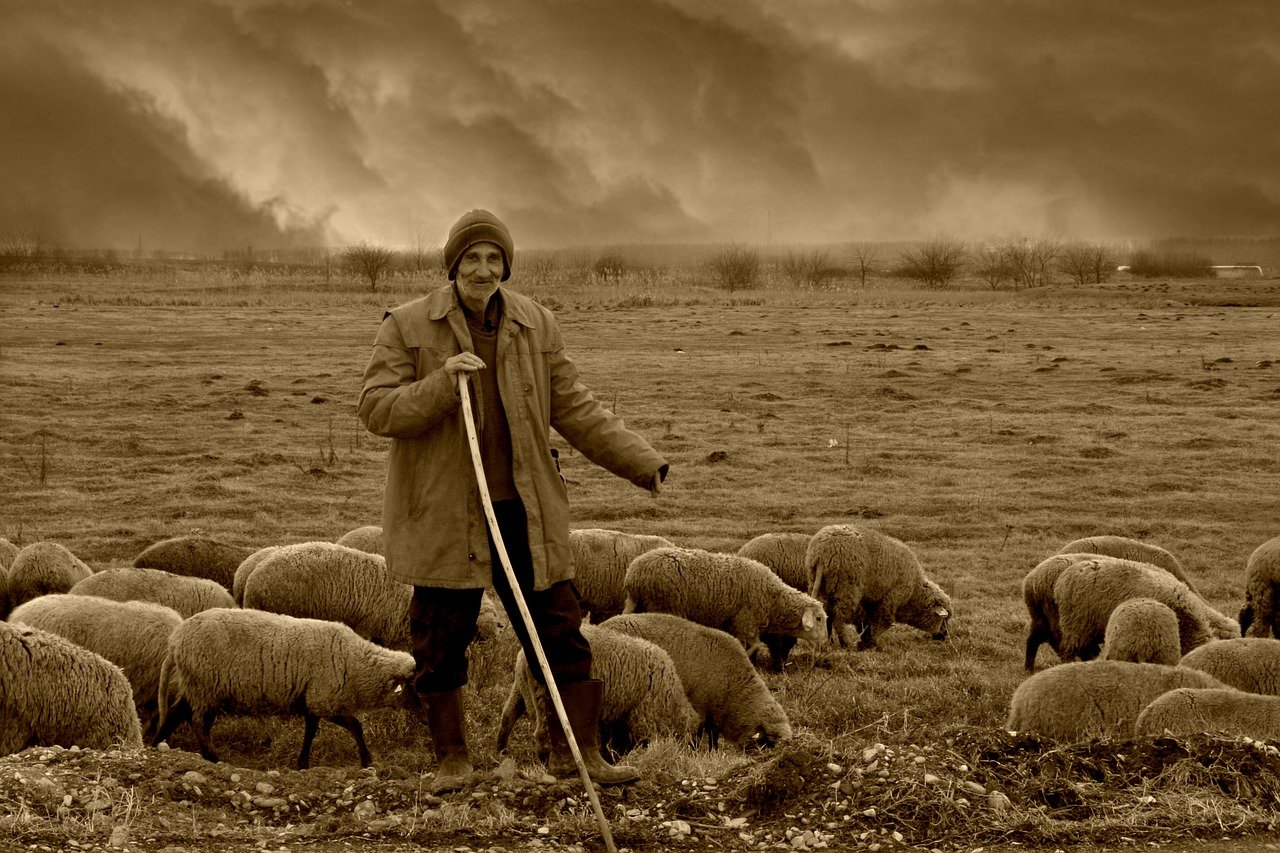 Shepherd feeding sheep