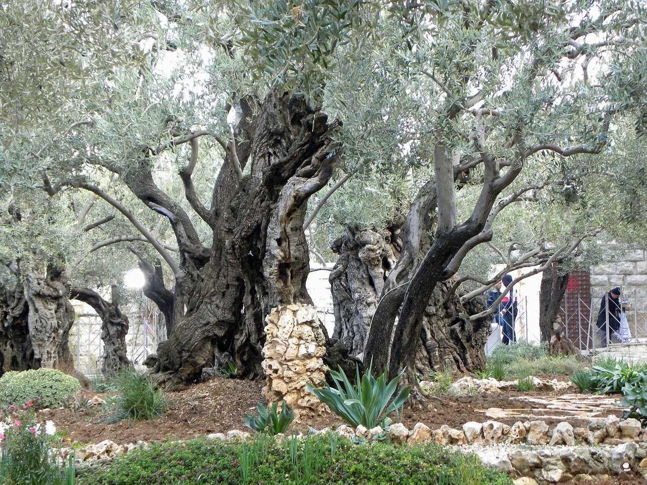 Gethsemane garden
