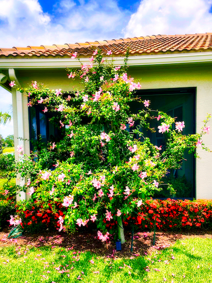 A vibrant garden with blooming pink and white flowers in front of a house.