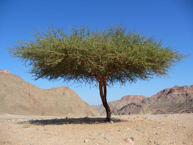 A lone tree stands in a dry, rocky desert landscape under a clear blue sky.