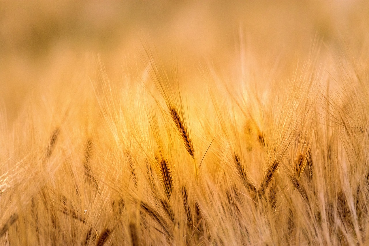 Labor For The Lord’s Harvest