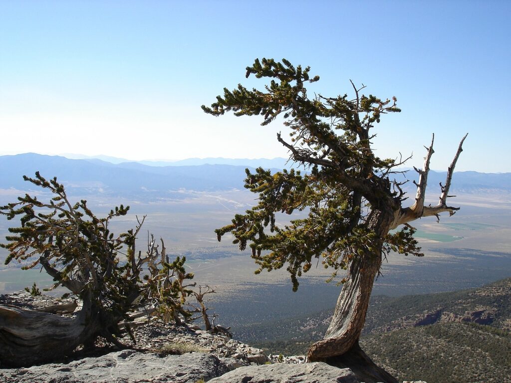 Wind-shaped tree on mountain overlooking vast valley.