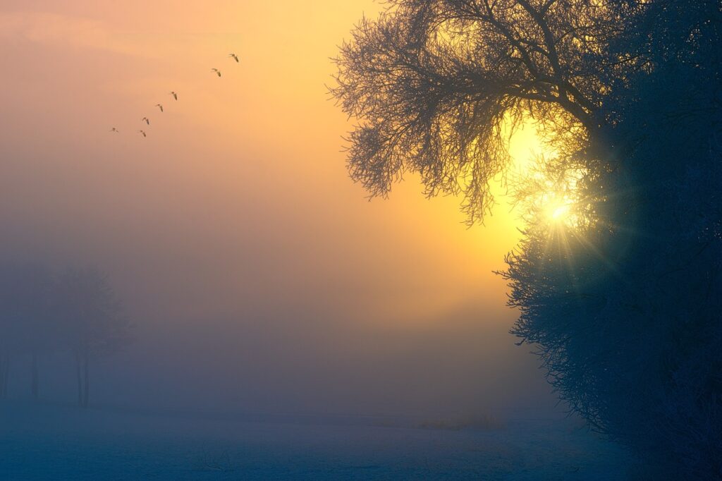 Sunrise over misty field with trees.