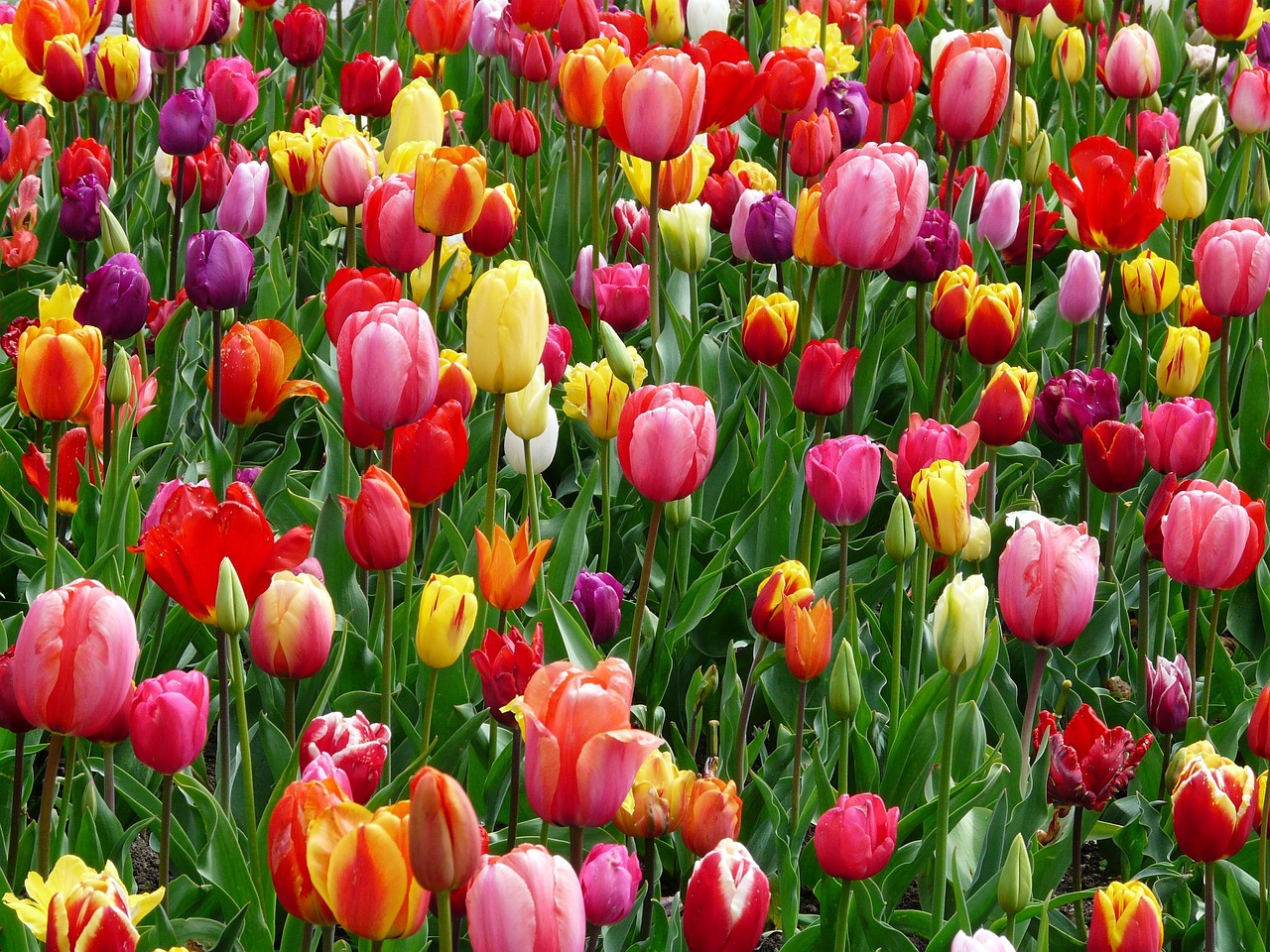 A vibrant field of multicolored tulips in full bloom.