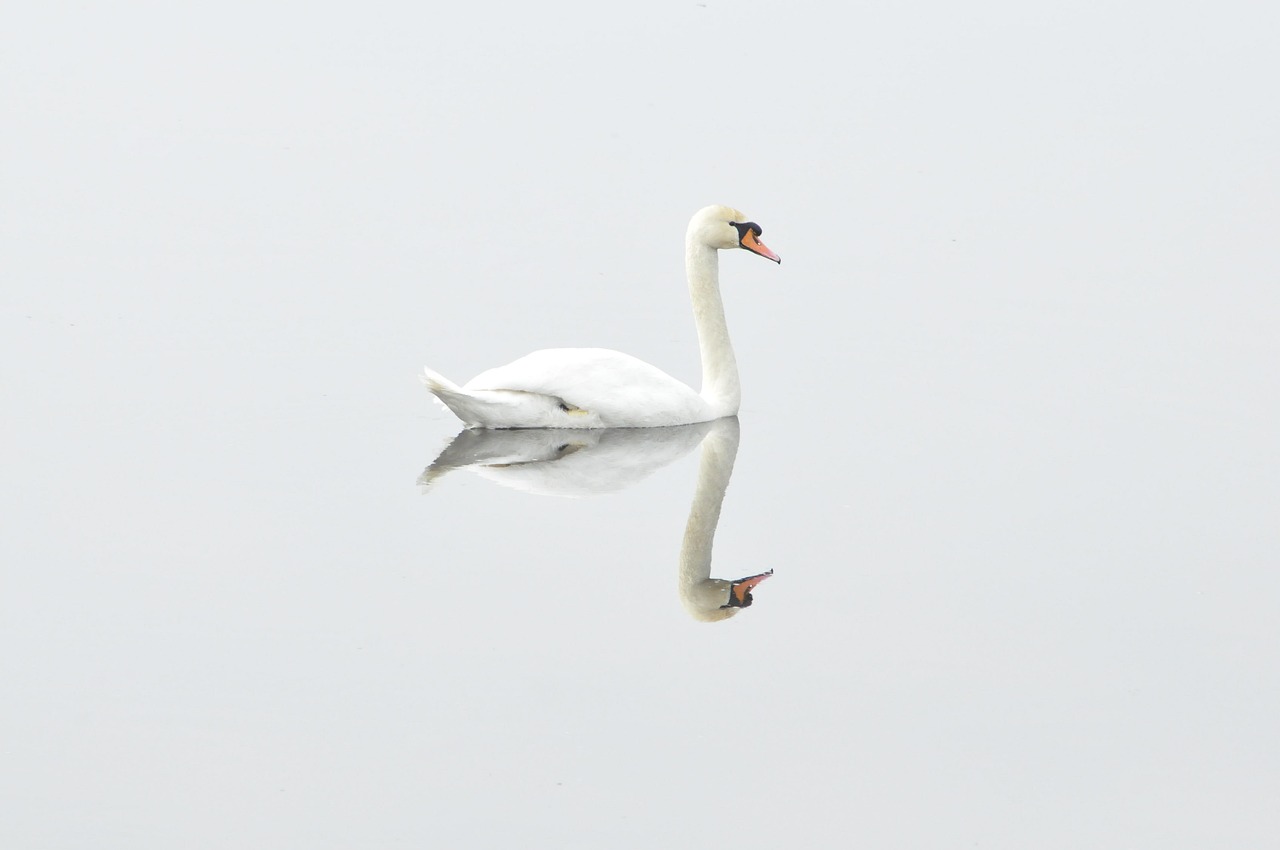 swan-calm-peace-safety-fearless Photo of white swan in calm waters