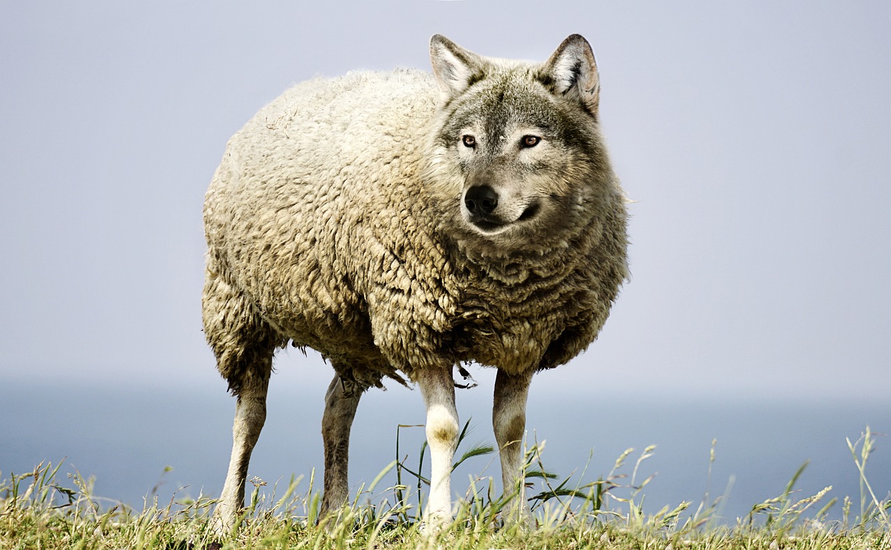 Wolf in sheep's clothing
